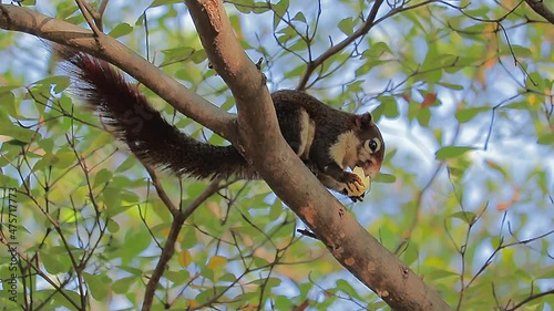 The big-eyed squirrel eats food on the trees in the evening.