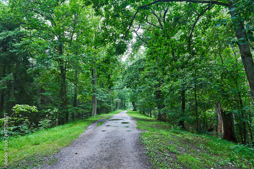 Foto Landscape picture of  old sand road or pathway in the deep oak forest in southern bohemia region in Czech republic during summer rainy day ideal for activites like jogging, hiking, cycling or tourism