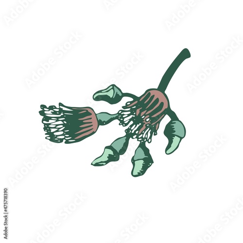Eucalyptus branch on white background. Hand drawn botanical illustration with green contour lines in vector. Monochrome floral elements fot textile and wallpaper.