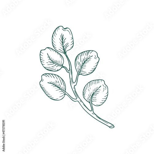 Eucalyptus branch on white background. Hand drawn botanical illustration with green contour lines in vector. Monochrome floral elements fot textile and wallpaper.