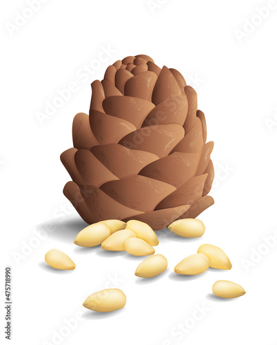 Vector realistic image of a pine nut in its cone and peeled. Set of 3d icons with shadows