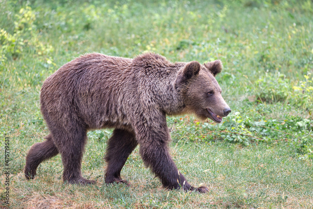 Brown bear in Romania walking in its natural environment