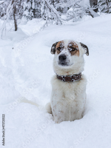 Snowflakes lie on the muzzle of a beautiful dog.
