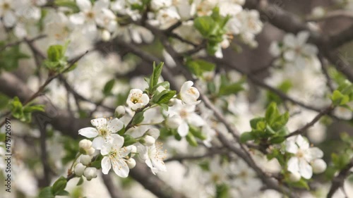 A shallow focus of a lossomed tree with white flowers photo