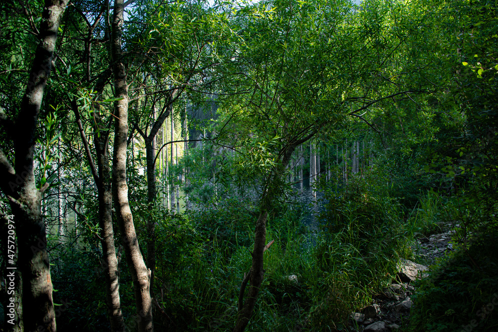 Naklejka premium forest in the forest