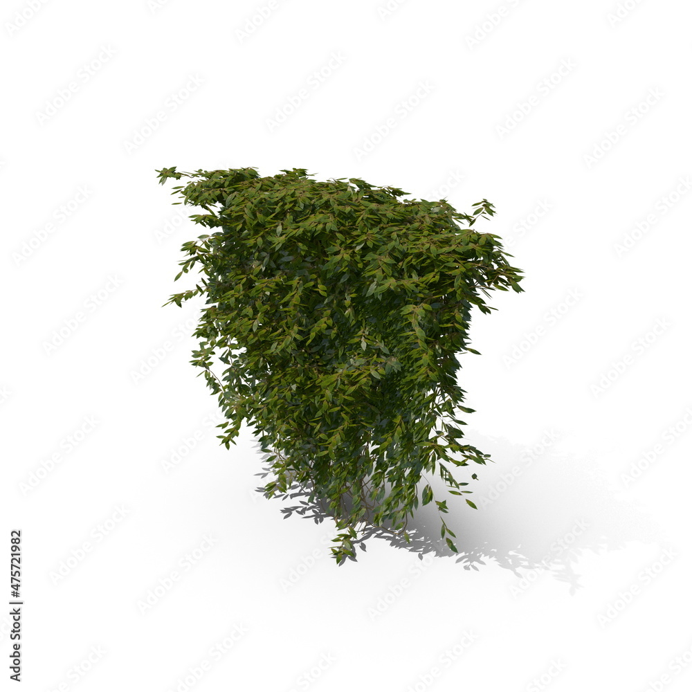 Fototapeta premium 3D illustration of a realistic Ivy plant