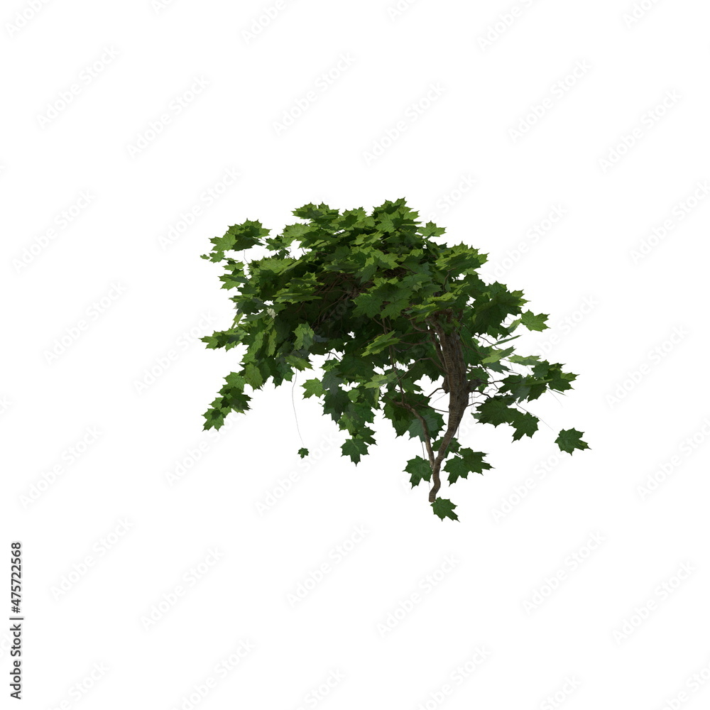 3D illustration of a realistic Ivy plant 3D illustration of a realistic Ivy plant