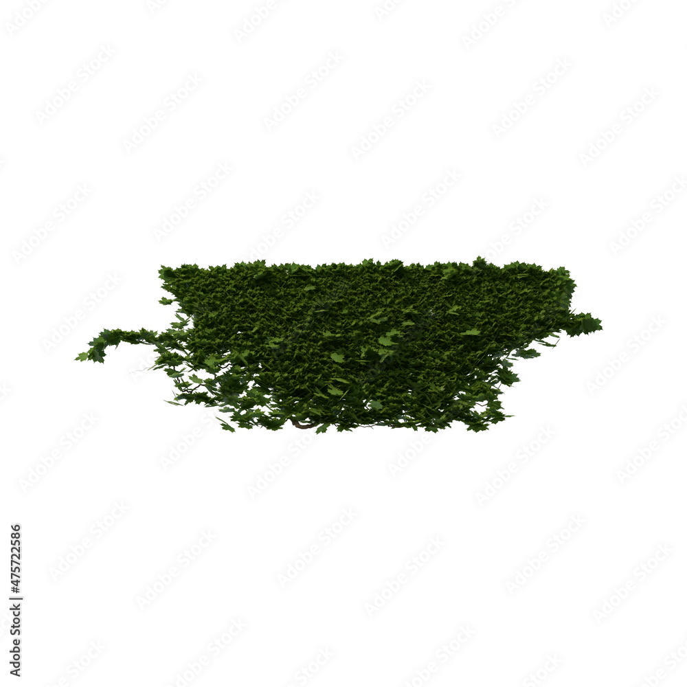 3D illustration of a realistic Ivy plant 3D illustration of a realistic Ivy plant