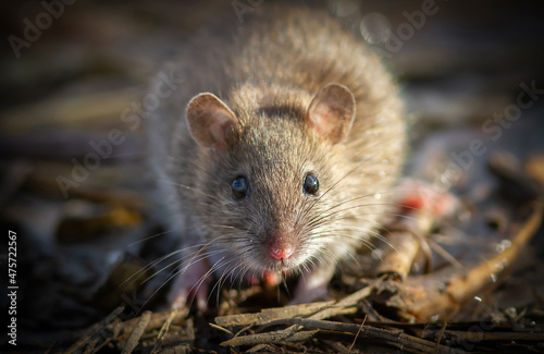 Brown rat, rattus norvegicus, portrait closeup.