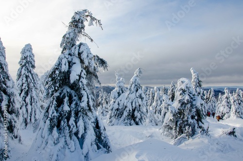 snow covered trees in the mountains
