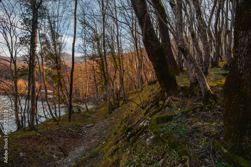 Autumn landscape in a mountainous area. Tall trees without foliage in late autumn. Forest landscape with fallen leaves and green grass. Nature of the Caucasus.