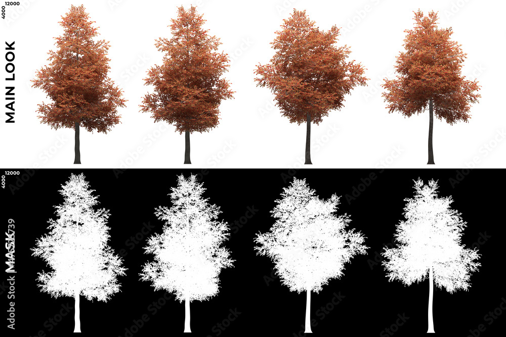 Fototapeta premium Front views of Alder Trees with alpha mask to cutout and PNG editing. Forest and Nature Compositing.