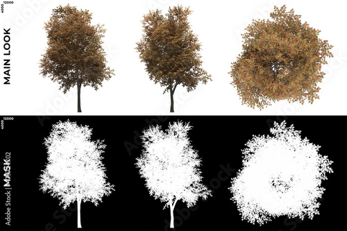 3D Rendering of Front, Left and Top view of Mountain Ash Trees with alpha mask to cutout and PNG editing. Forest and Nature Compositing.