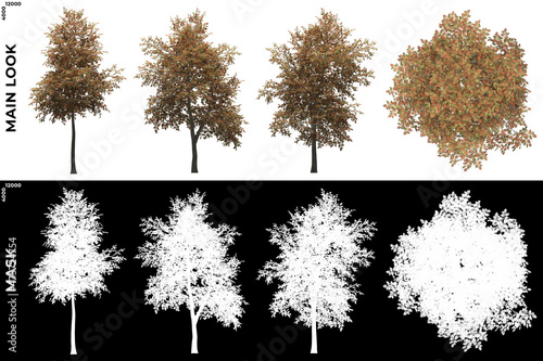 3D Rendering of Front  Left and Top view of Mountain Ash Trees with alpha mask to cutout and PNG editing. Forest and Nature Compositing.