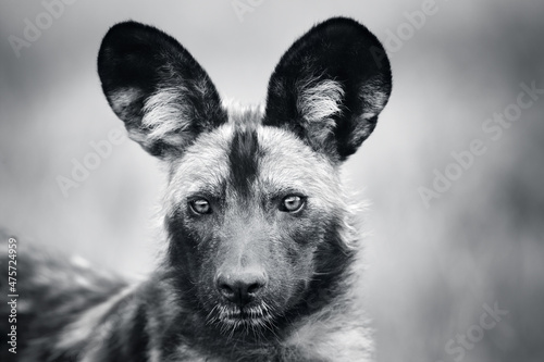 Wild dog, Lycaon pictus, facial portrait close-up in black and white. Endangered wildlife. 