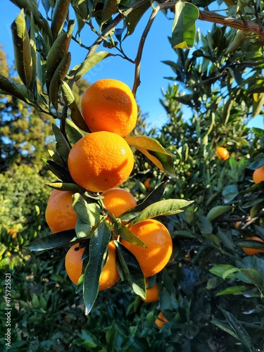 mandarin, tangerine, orange, fruit, food, a tangerine orchard, an orange orchard, an orange plantation