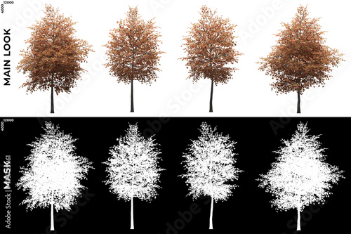 Fototapeta Naklejka Na Ścianę i Meble -  Front views of Sugar Maple Trees with alpha mask to cutout and PNG editing. Forest and Nature Compositing.