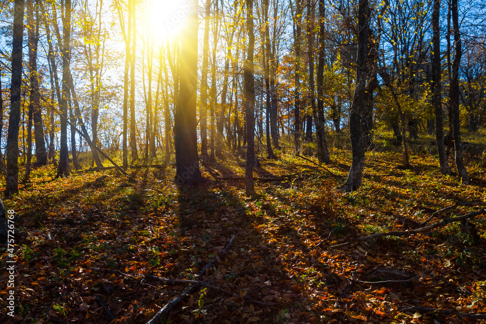 autumn forest glade in light of sun
