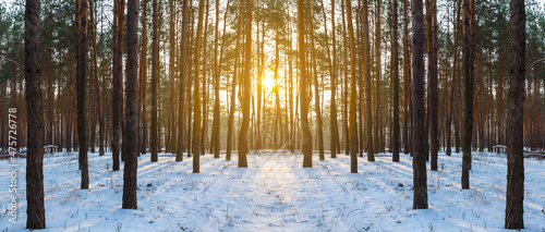winter forest glade in light of sun, seasonal natural background © Yuriy Kulik
