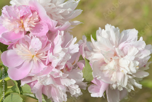 pink and white flowers © masterportre