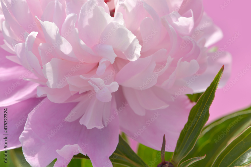 Fototapeta premium pink peony flower