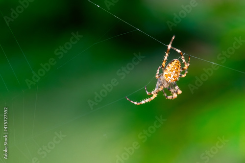 Close up of a European garden spider (cross spider, Araneus diadematus) sitting in a spider web