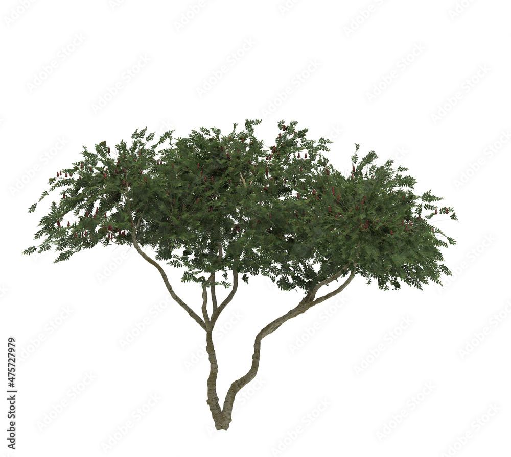Obraz premium Deciduous tree on a white background. Isolated garden element, 3D illustration, cg render