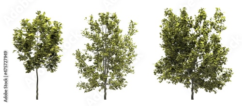 Deciduous tree on a white background. Isolated garden element, 3D illustration, cg render