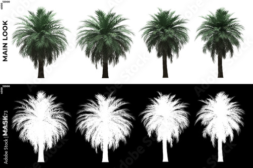 Front views of Butia Palm Trees with alpha mask to cutout and PNG editing. Forest and Nature Compositing.