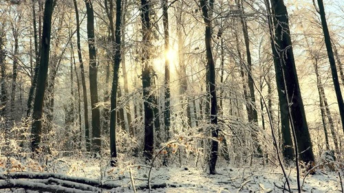 Winter scenery with the sun shining throuh the trees of a forest, creating magical beauty with the illuminated snow falling
 photo