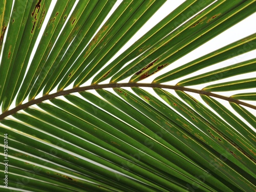 palm tree leaves