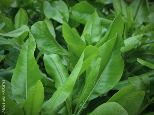 leaves in the garden