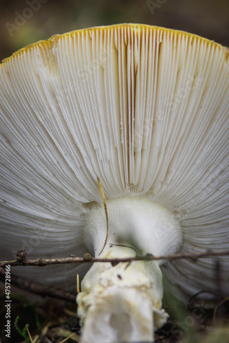 Closeup shot of a white mushroom that grows in the forest photo