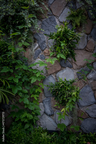 wall plants vines growth greenery indoors