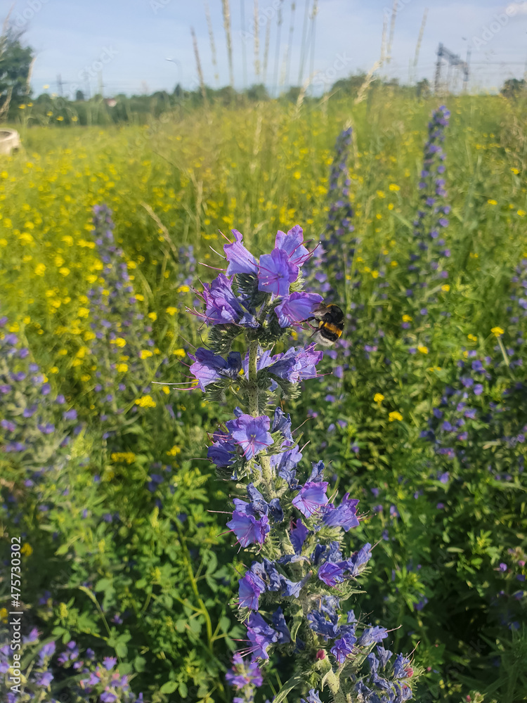 Obraz premium Bumblebee on a purple wildflower