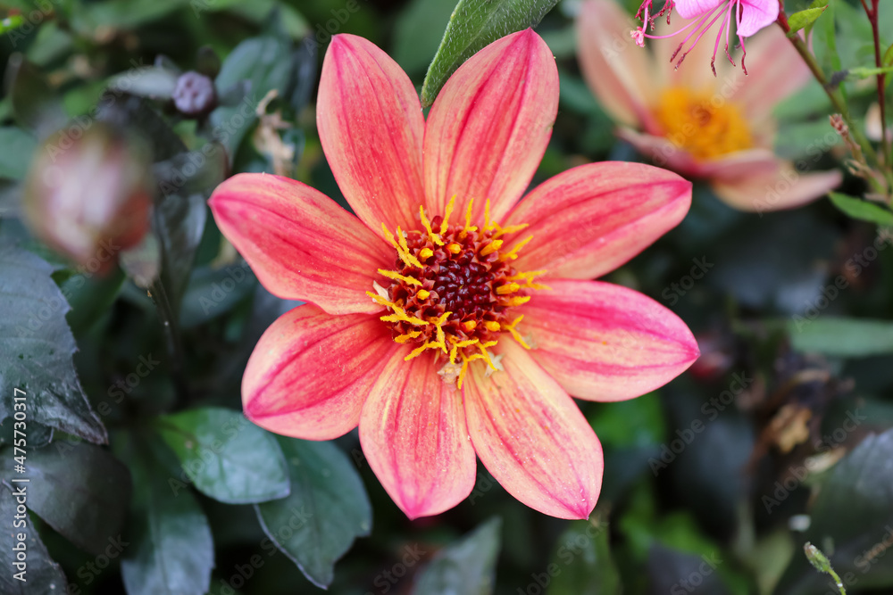 Close-up to a multi colored flower in a flowerbed Close-up to a multi colored flower in a flowerbed