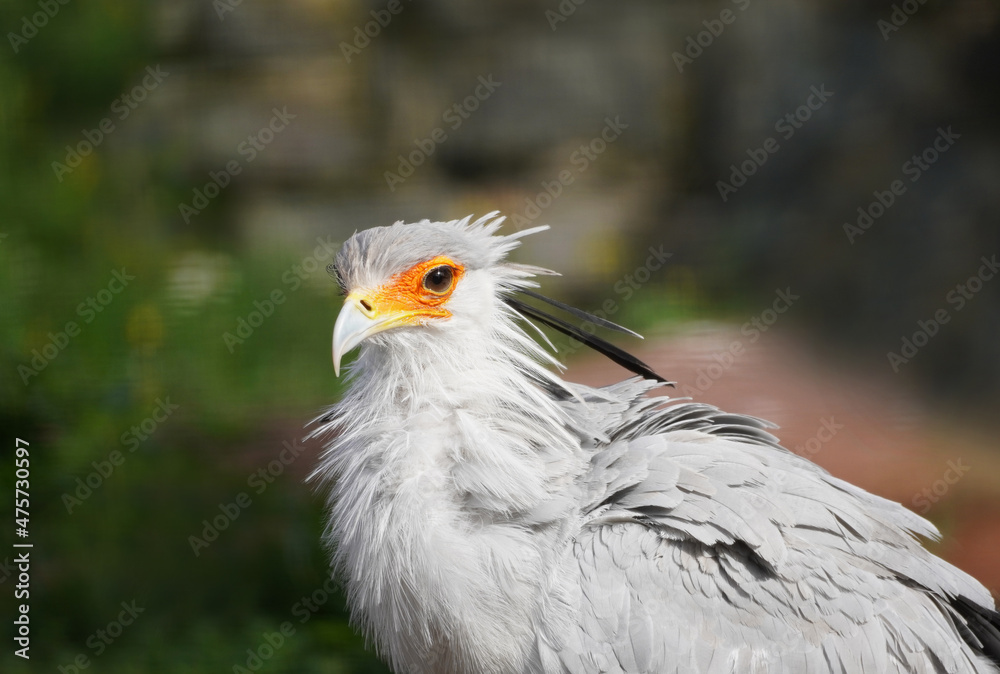 Portrait of a secretary bird. Sagittarius serpentarius. Bird of prey. Portrait of a secretary bird. Sagittarius serpentarius. Bird of prey.