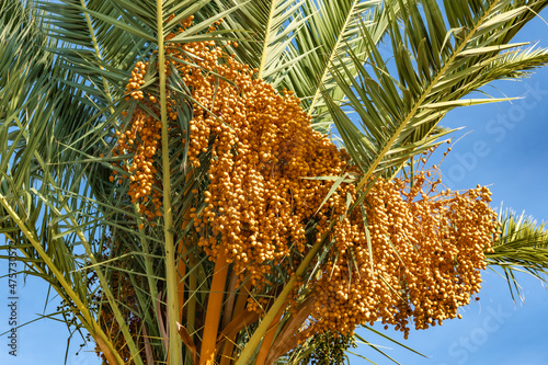 Orange fruits of the Mediterranean palm