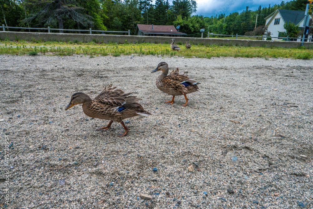 duck mallard pond sand outside vermont duck mallard pond sand outside vermont