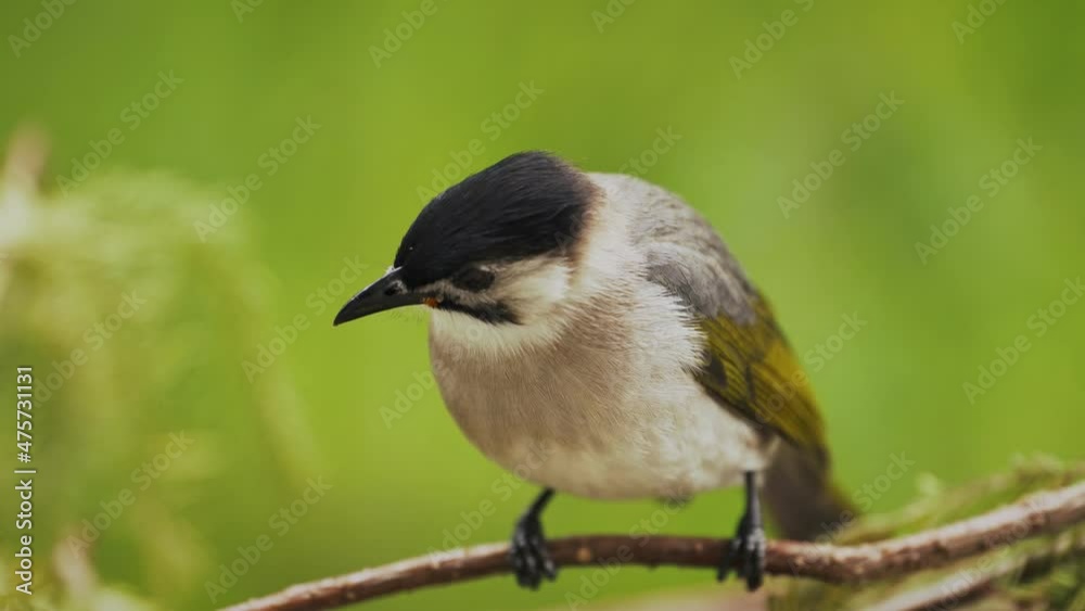 beautiful, bird, black, close up, green, nature, taipei, taiwan, taiwan bulbuls, wild beautiful, bird, black, close up, green, nature, taipei, taiwan, taiwan bulbuls, wild