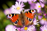 Peacock butterfly on a flower. Insect with colorful wings in close-up. Inachis io.