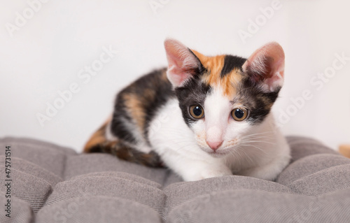 Cute calico kitten lying on the cushion
