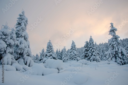 winter landscape with snow © Ihor Zarutskyi