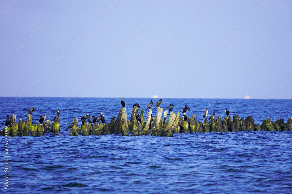 Various sea birds on Usedom on the Baltic Sea coast.
