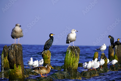 Fototapeta Naklejka Na Ścianę i Meble -  Various sea birds on Usedom on the Baltic Sea coast. Cormorant. Seagull.
