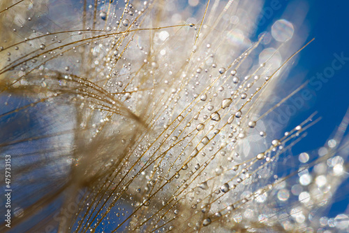 Macro shot of dandelion with water drops. Nature background with dandelions.