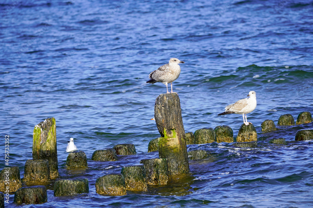Various sea birds on Usedom on the Baltic Sea coast. Seagull.
Various sea birds on Usedom on the Baltic Sea coast. Seagull.