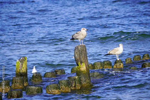 Various sea birds on Usedom on the Baltic Sea coast. Seagull. 