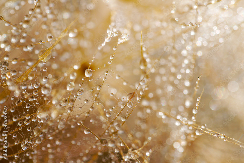 Macro shot of dandelion with water drops. Nature background with dandelions. Macro shot of dandelion with water drops. Nature background with dandelions.