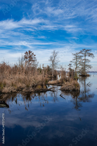 Fototapeta Naklejka Na Ścianę i Meble -  Bald cypress trees growing in Lake Drummond, part of the great dismal swamp.  With reflection on trees and cloudy blue sky in the lake.